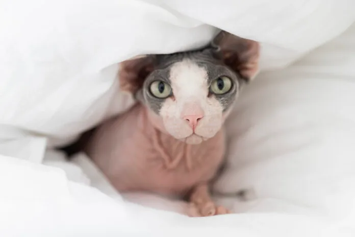 Nomes de personagens de anime perfeitos para gatos