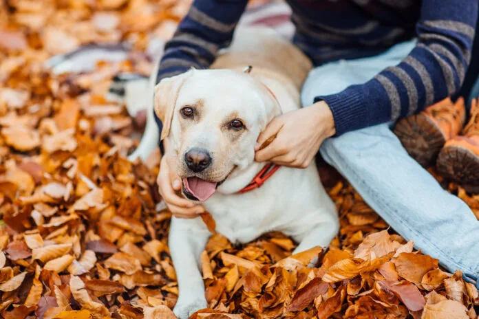 Outono pode afetar a saúde do seu pet: especialista explica os cuidados essenciais