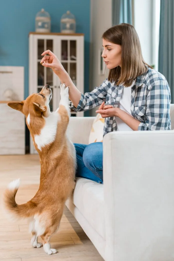 Dicas para aplicar o reforço positivo com o seu pet