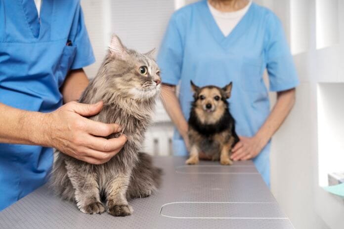 Como identificar e prevenir a gastroenterite em cães e gatos
