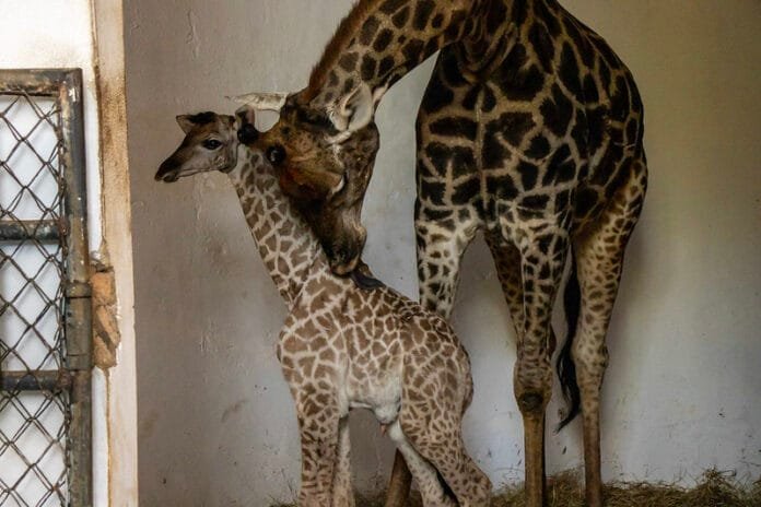 Filhote de girafa nasce no Zoo São Paulo