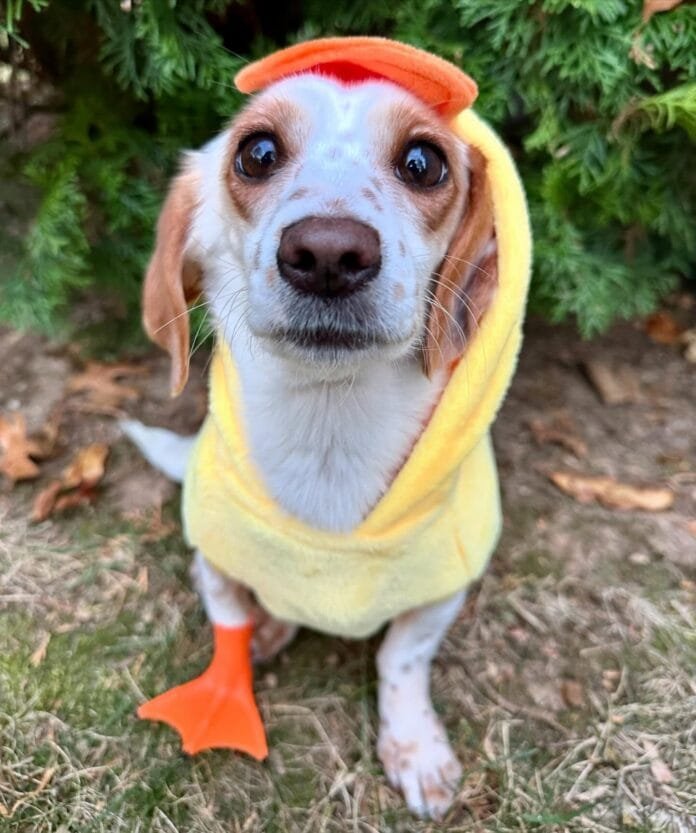 Autumn, a cachorrinha de três patas que coleciona próteses e encanta a internet