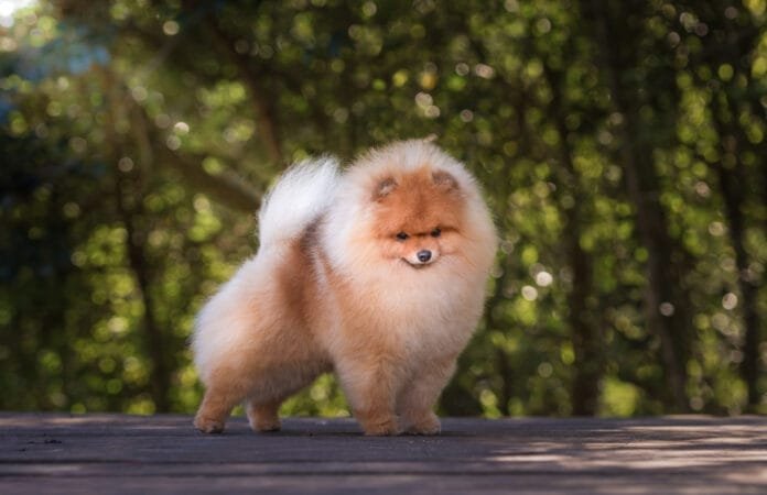 Curitiba recebe Feira Pets, Flores e Plantas com atrações para toda a família