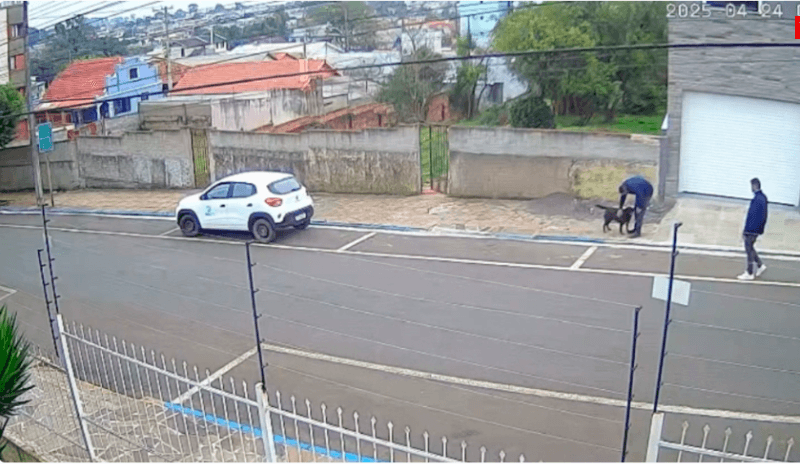 Servidores de cidade do RS são exonerados após sumirem com cão comunitário