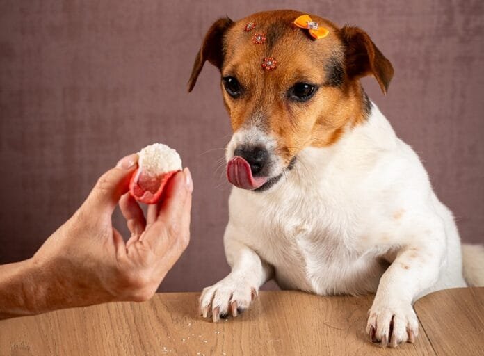 Festival Gastronômico tem menu especial para pets no Sul
