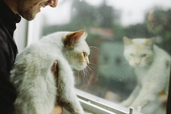 Vida em apartamento impõe desafios ao bem-estar de cães e gatos