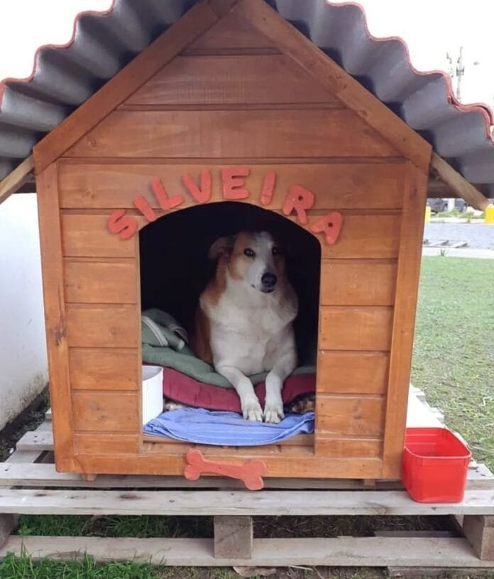 Silveira o cachorro reitor que virou símbolo da UFSM