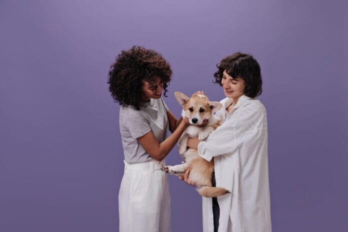 Maio Roxo chama atenção para doença inflamatória intestinal em cães e gatos