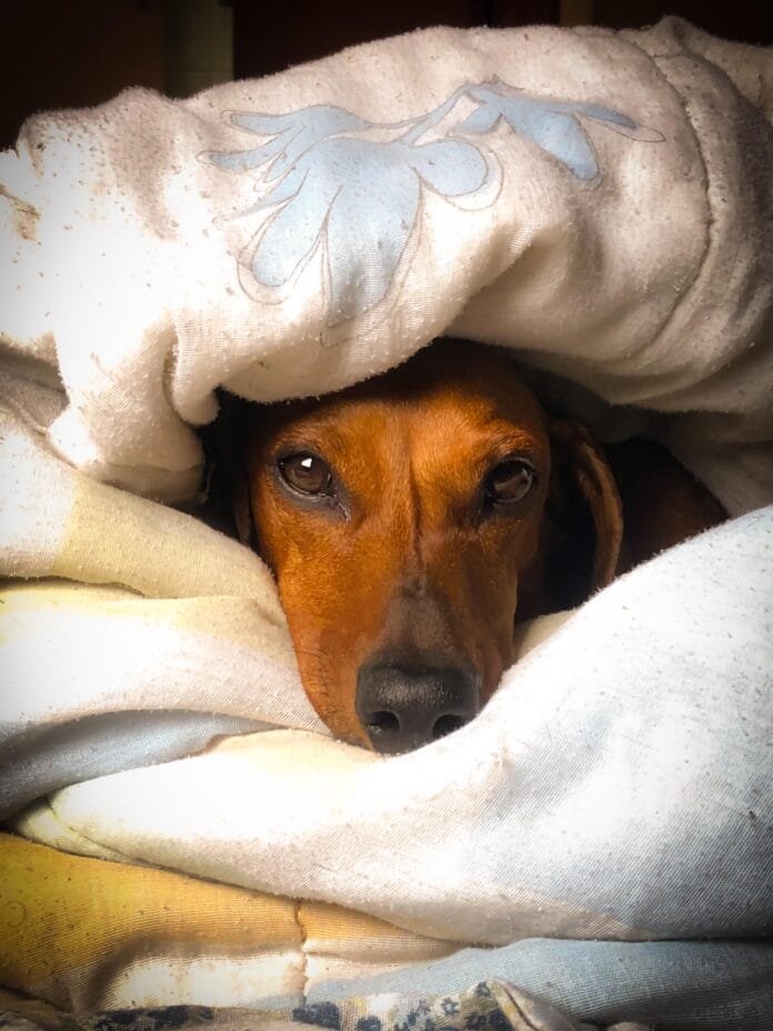 Frente fria chega com força e exige atenção redobrada com os pets