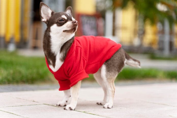 Campanhas arrecadam agasalhos para aquecer pets no frio intenso
