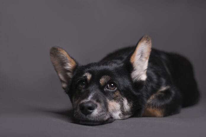 Problemas emocionais em pets são reais e precisam de tratamento