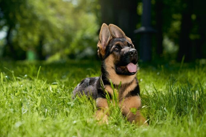 Mais de 620 mil pets já têm RG no país