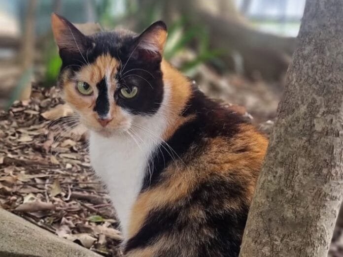Morte de gatos no Museu do Ipiranga mobiliza defensores dos animais e comunidade local