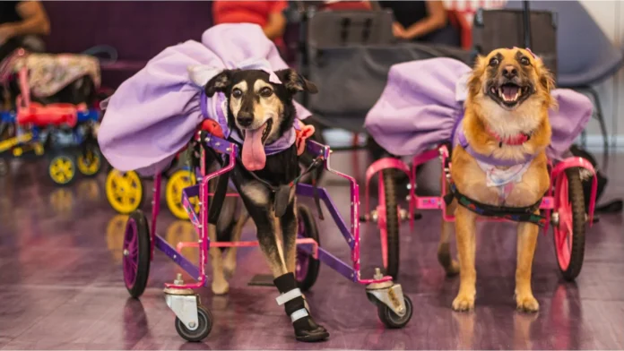 Maior encontro simultâneo de pets com deficiência do Brasil acontece em 8 capitais