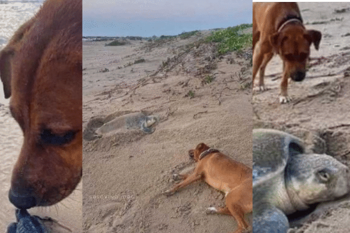Cachorro caramelo vira guardião das tartarugas no México