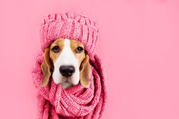 Como cuidar e manter os pets felizes e saudáveis no inverno