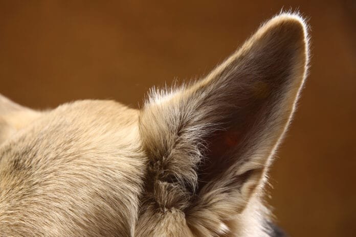 Curiosidades sobre as orelhas dos cachorros que você nunca imaginou