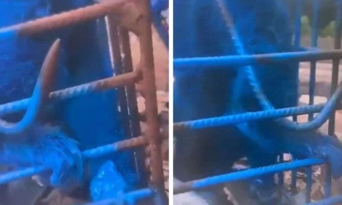 Crueldade em Minas: homem pinta macaco de azul com tinta spray e é investigado por maus-tratos