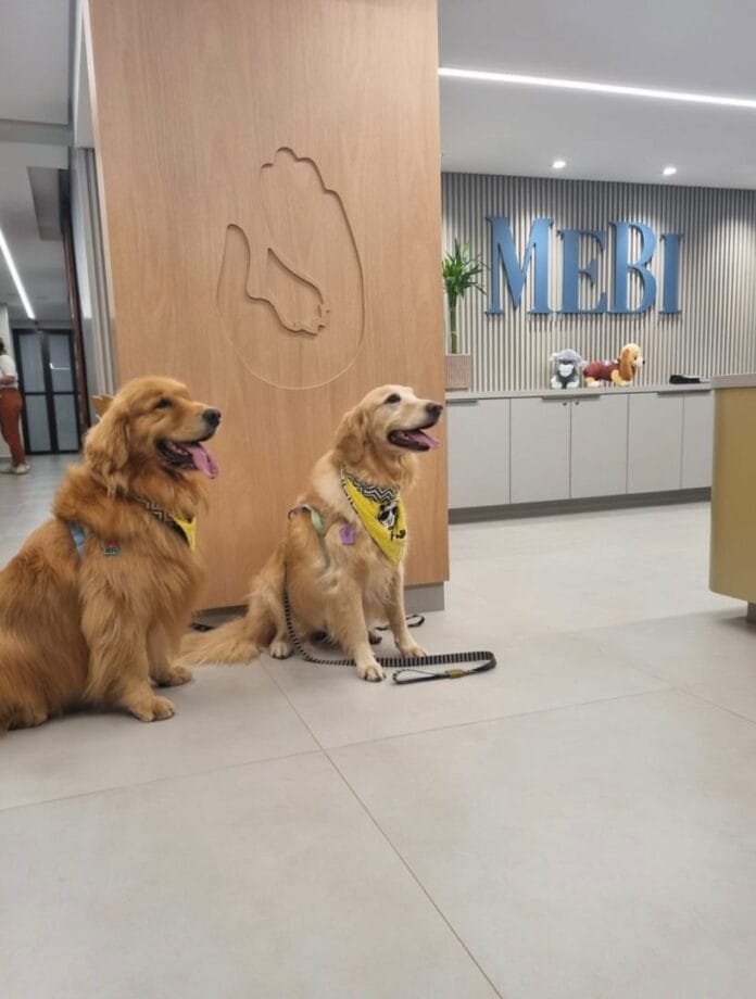 Por que os pets estão vivendo mais? Expectativa de vida sobe 50% no Brasil