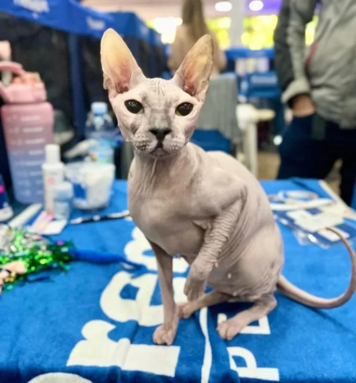 Curitiba recebe evento com mais de 100 gatos de 16 raças diferentes neste fim de semana