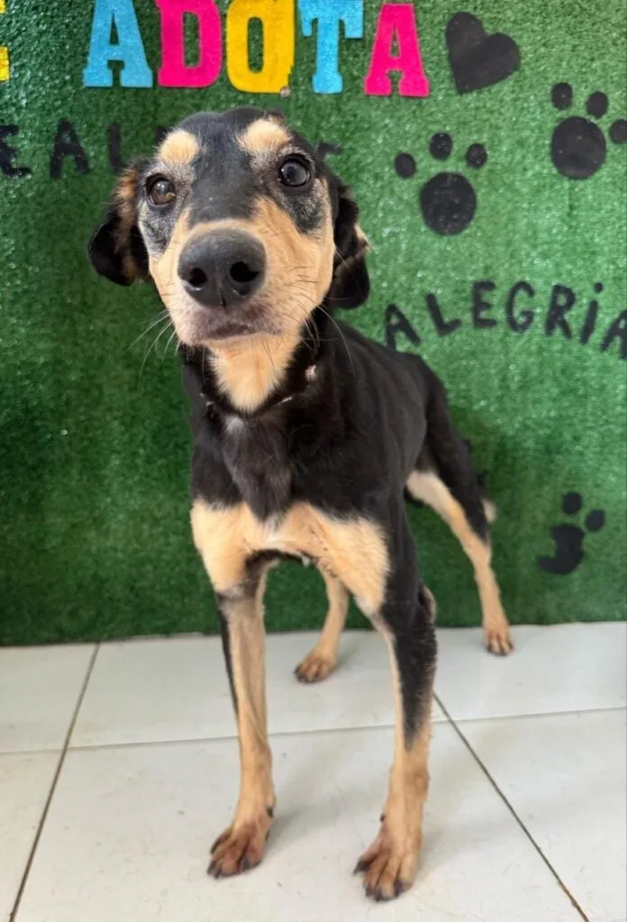 https://campinas.sp.gov.br/noticias/124432/lagoa-do-taquaral-recebe-neste-domingo-mais-uma-edicao-da-campet-feira-de-adocao-de-animais