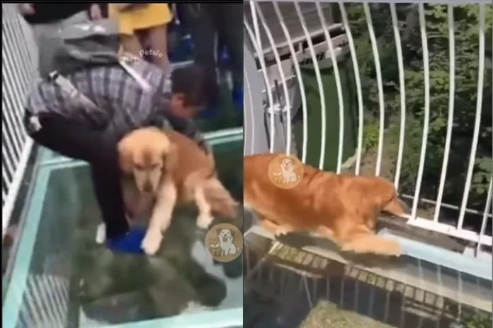 Cachorros sentem medo de altura? Vídeo viral levanta dúvida curiosa sobre percepção dos pets