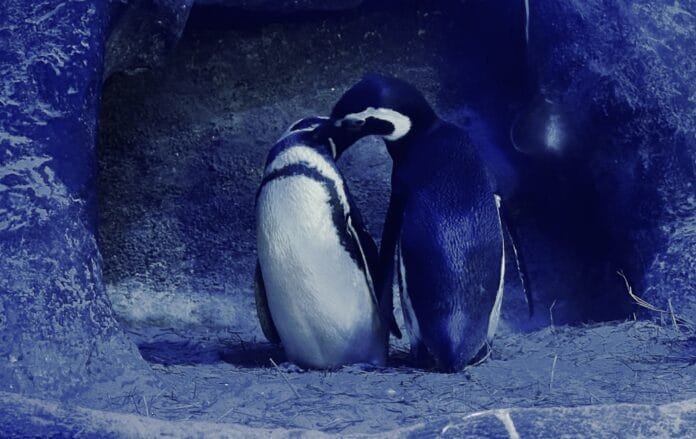 O amor está no ar, no mar e na terra