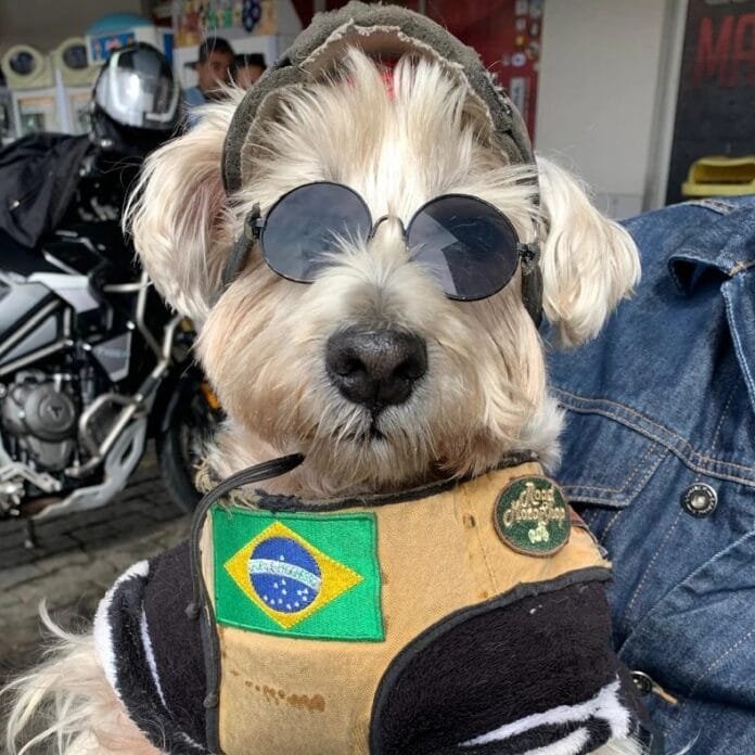 Pancho: o Dog Motoqueiro