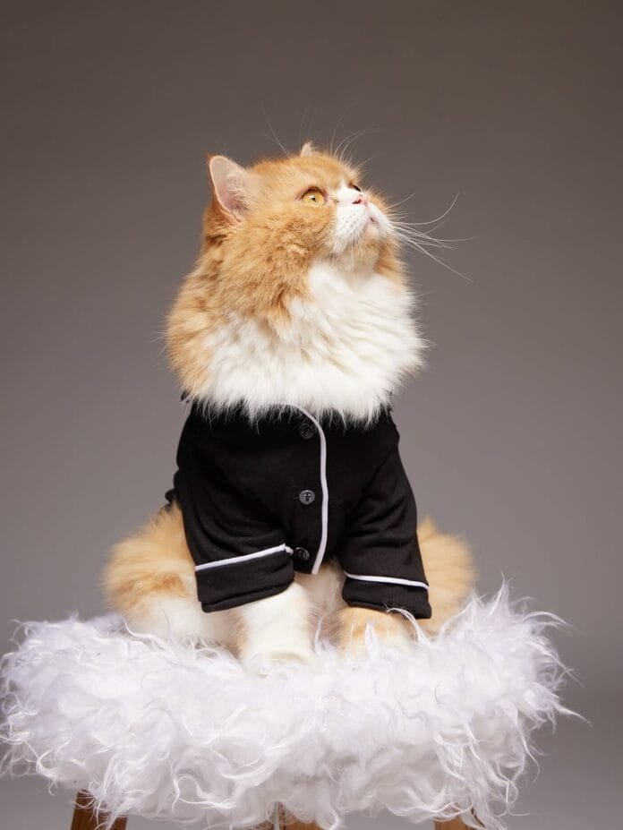 Ravioli, o gato viajante que conquistou as redes com carisma e estilo