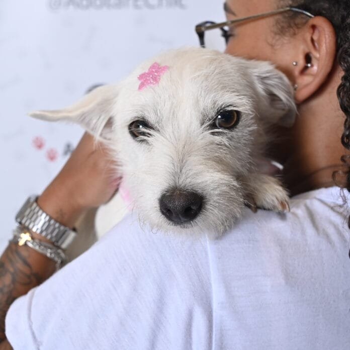 Tietê Plaza promove evento de adoção de cães com ONG Cão Sem Dono