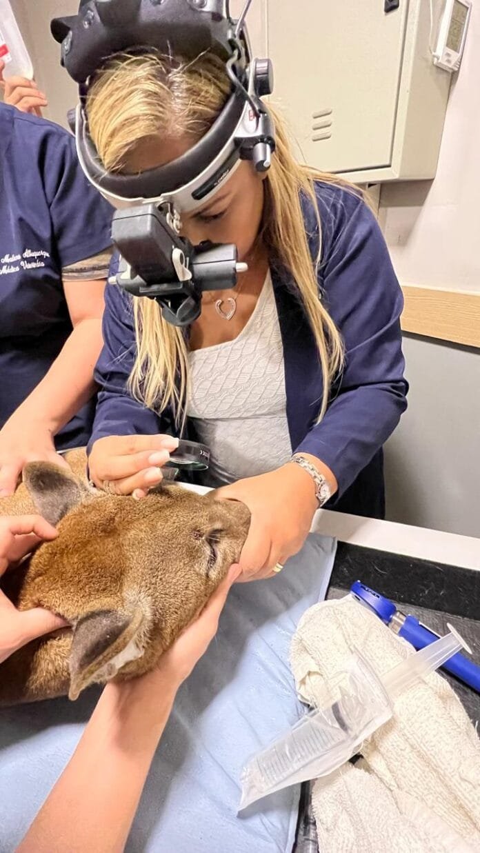 Pele de Tilápia e Medicina Regenerativa: a revolução que veio dos rios e chegou aos olhos