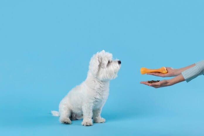 Petiscos Diários: Fazem bem ou mal para os pets?