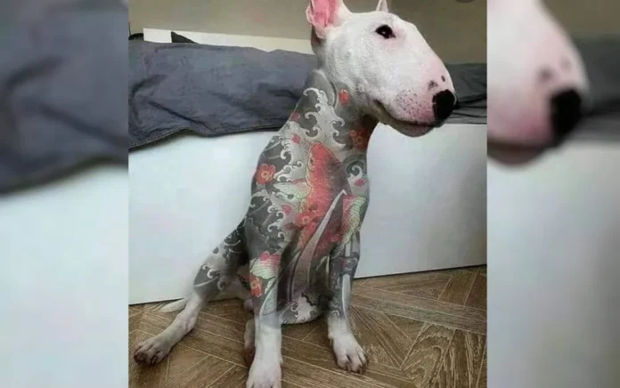 Presidente em exercício sanciona lei que proíbe tatuagens e piercings em cães e gatos