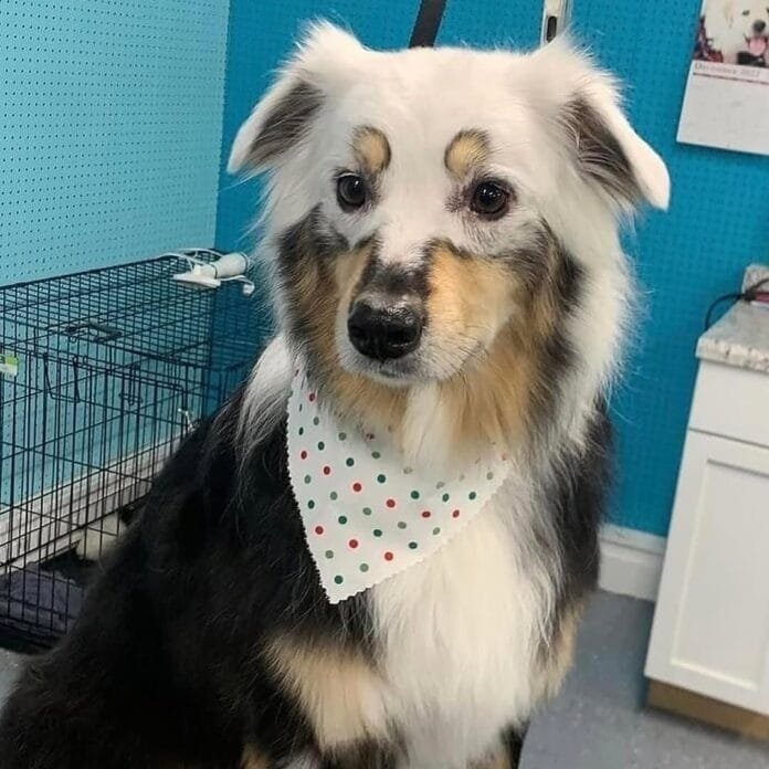 Animais com vitiligo encantam a internet e mostram que a condição vai além dos humanos