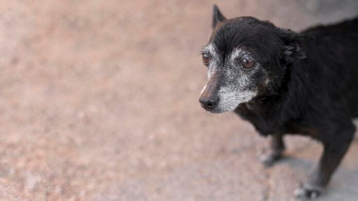 Remédio para prolongar a vida de cães idosos avança nos EUA