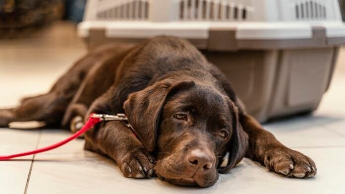 Sinais de estresse em cães: como identificar e o que fazer para ajudar seu pet