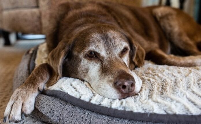 Inverno exige atenção redobrada à saúde articular de cães e gatos idosos