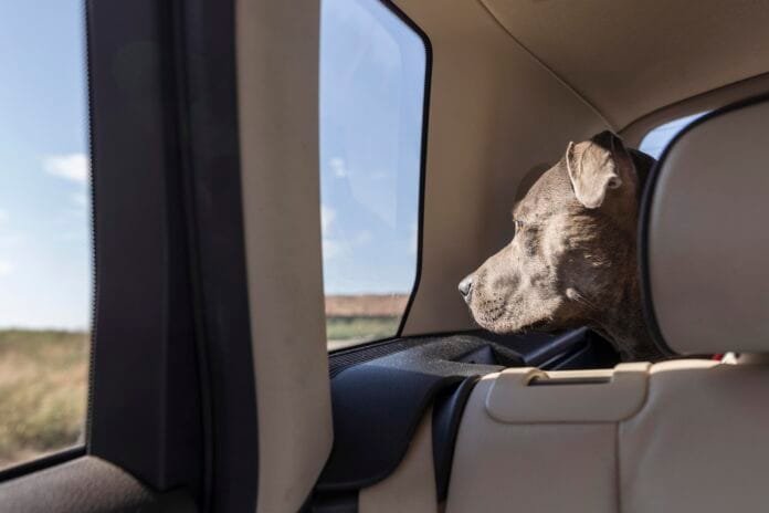 Deixar o pet sozinho no carro pode virar multa em muitas cidades do Brasil