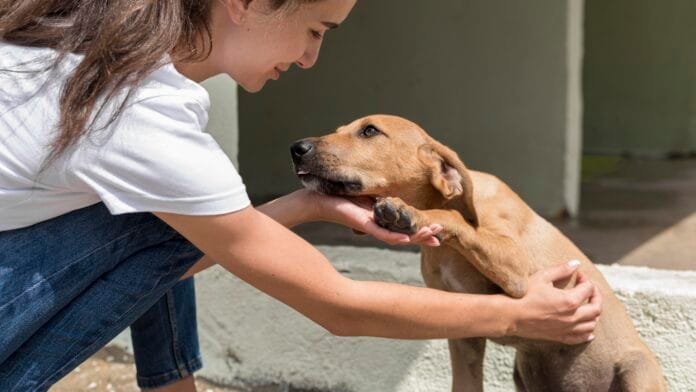 Cães comunitários: amparo legal e histórias de afeto