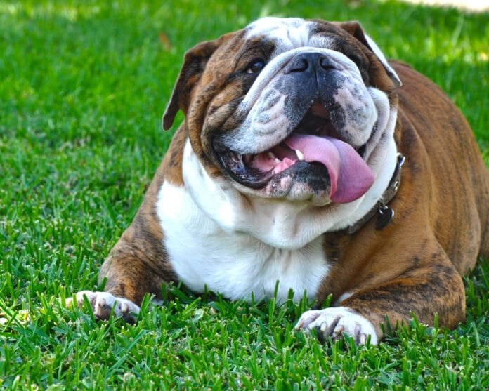 7 raças de cachorro entre as mais teimosas
