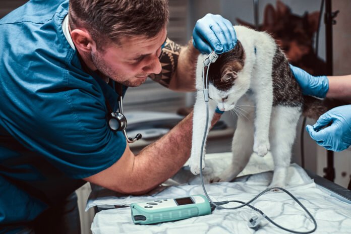 O futuro da medicina veterinária: inovação, ética e biotecnologia a serviço dos pets