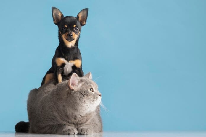 A Conferência Terapêutica Pet reúne especialistas em medicina integrativa veterinária em São Paulo