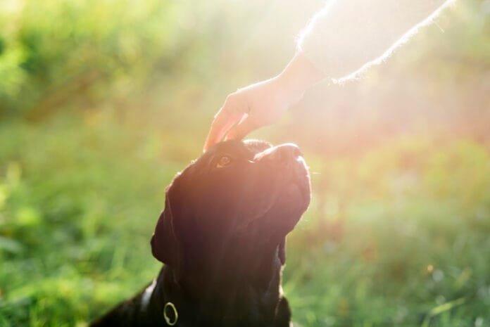 A Espiritualidade dos Animais: amor, missão e conexão com o divino