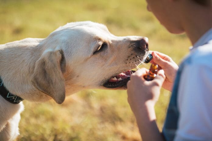 Medicamentos veterinários falsos colocam em risco a vida dos pets