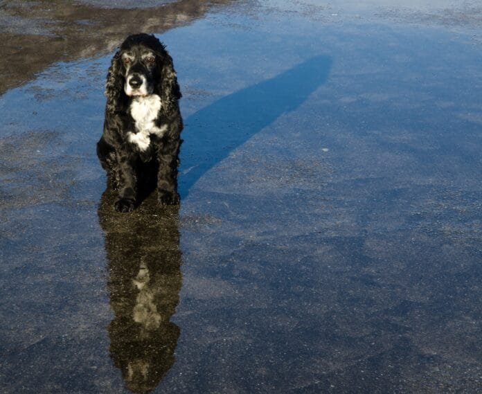 Chuvas castigam novamente o Rio Grande do Sul: resgates de pessoas e animais mobilizam voluntários