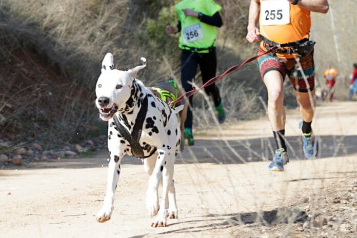 Canicross avança no Brasil e chama atenção para a preparação dos pets