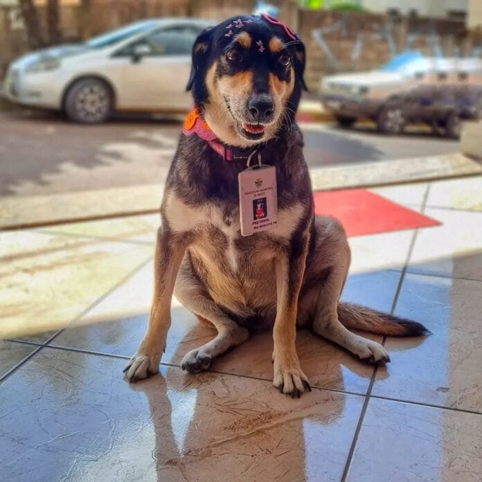 Pretinha, a cachorrinha que virou funcionária pública em Ibirité