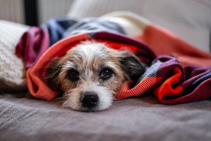 Seu pet está preparado para o frio? Baixas temperaturas pedem atenção redobrada com os animais