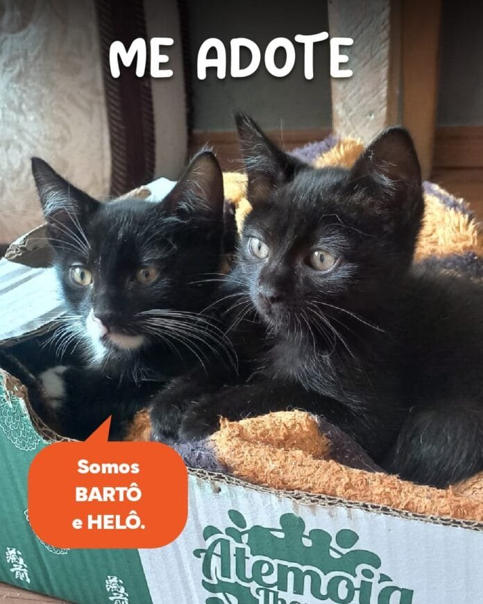 Shopping Center 3 celebra o Dia do Amigo com feira de adoção de cães e gatos