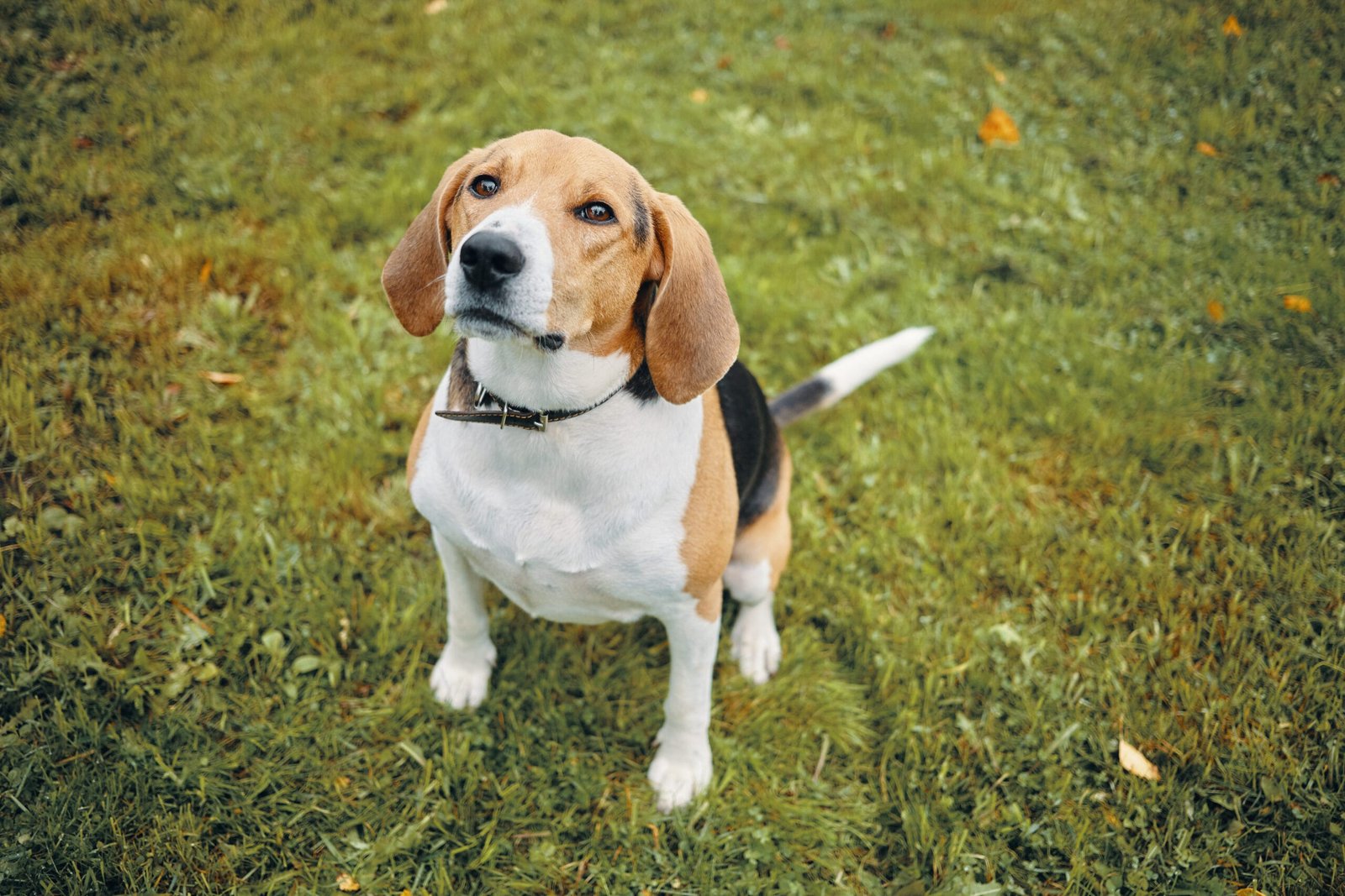 Beagle